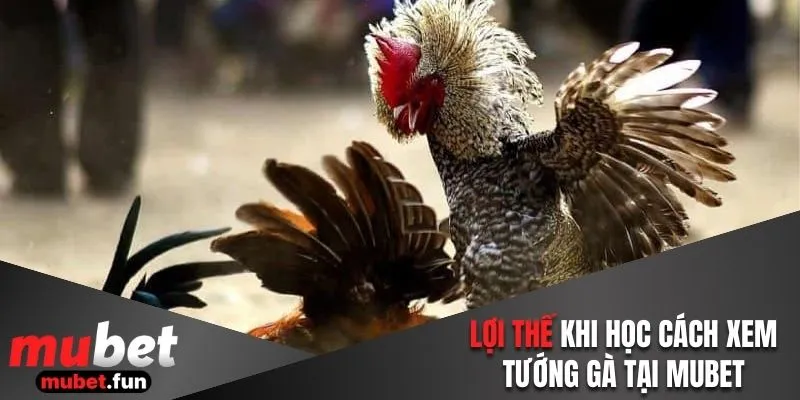 Lợi thế khi học cách xem tướng gà tại Mubet