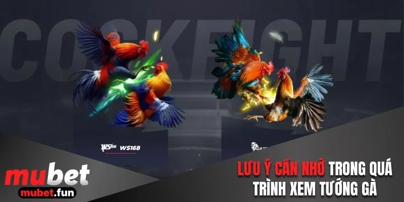 Lưu ý cần nhớ trong quá trình xem tướng gà