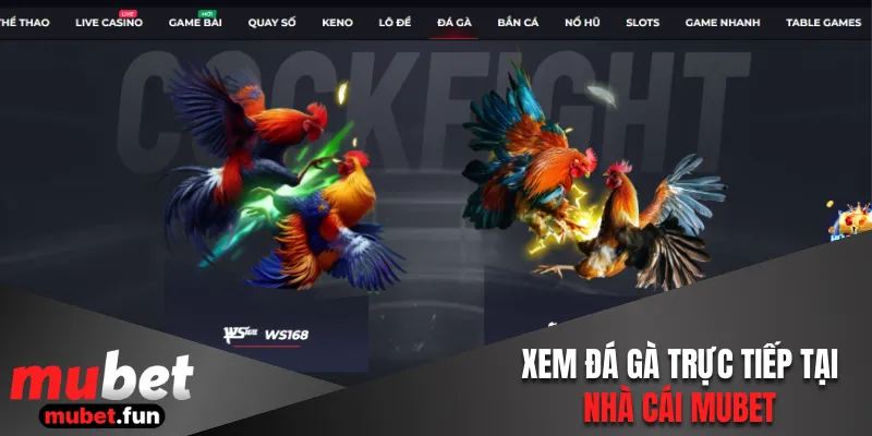 Xem đá gà trực tiếp tại nhà cái Mubet